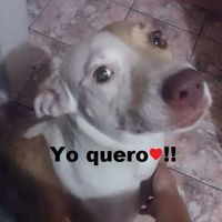 ¿Tendrán mascota juntos? SI o NO - 1