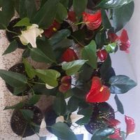 ¿ Qué han hecho en esta cuarentena? - 3