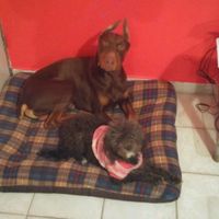 Mascotas en la boda - 2