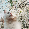 Blanca