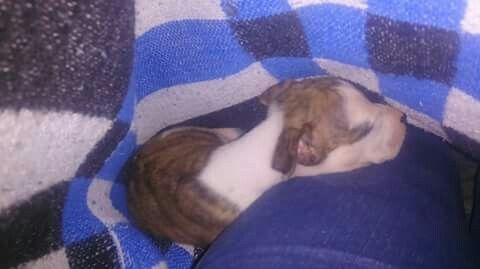 Les presento a.... - 2