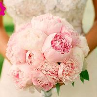 Peonias 