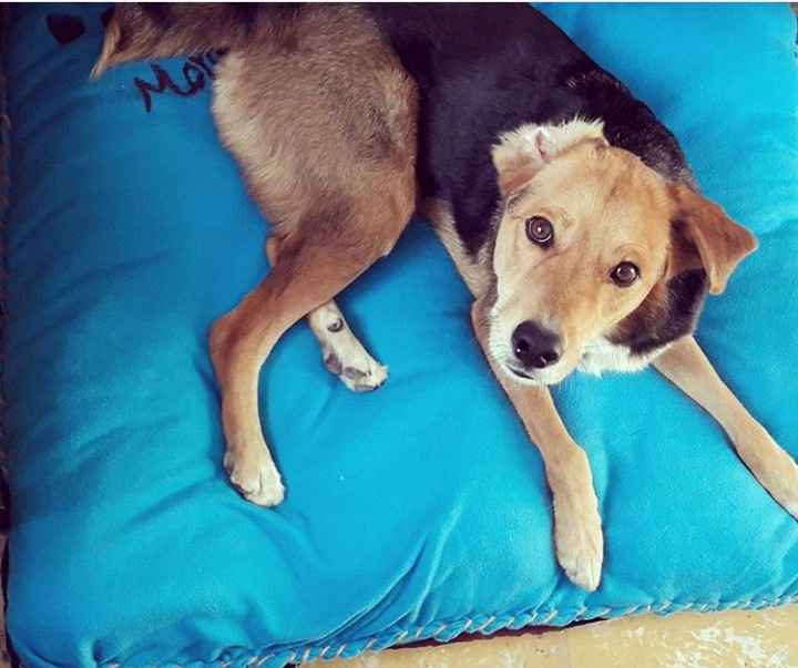 ¿dejarán alguna mascota con sus papás cuando se casen? - 1