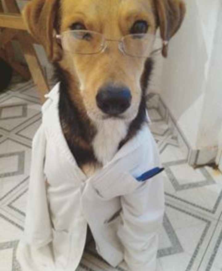 ¿dejarán alguna mascota con sus papás cuando se casen? - 2