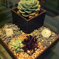 Suculentas para boda - 1