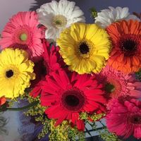 Flores de Amor