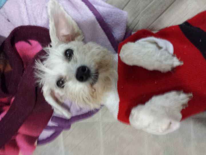 La foto de tu mascota! - 1