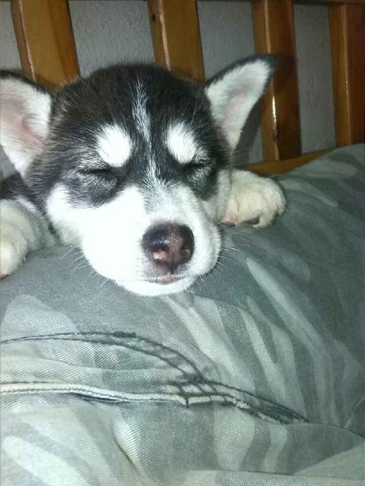 Hermoso regalo...mi peludo fiel!! - 1