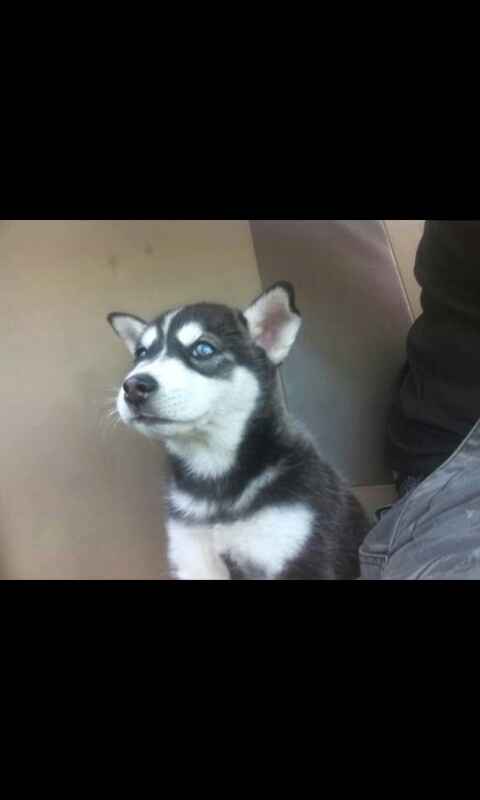 Hermoso regalo...mi peludo fiel!! - 2