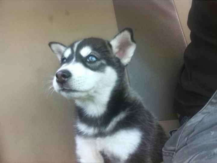 Hermoso regalo...mi peludo fiel!! - 1