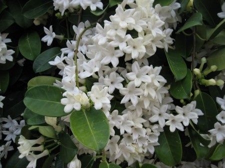 Una de las flores para mi ramo