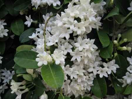 Una de las flores para mi ramo