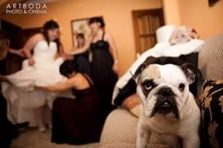 Tu mascota el dia de tu boda - 2