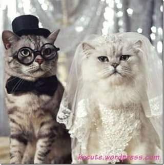 Tu mascota el dia de tu boda - 11
