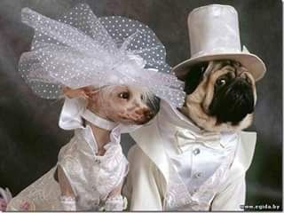 Tu mascota el dia de tu boda - 12