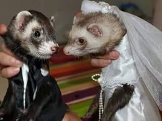 Tu mascota el dia de tu boda - 13