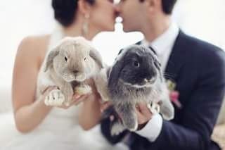 Tu mascota el dia de tu boda - 15