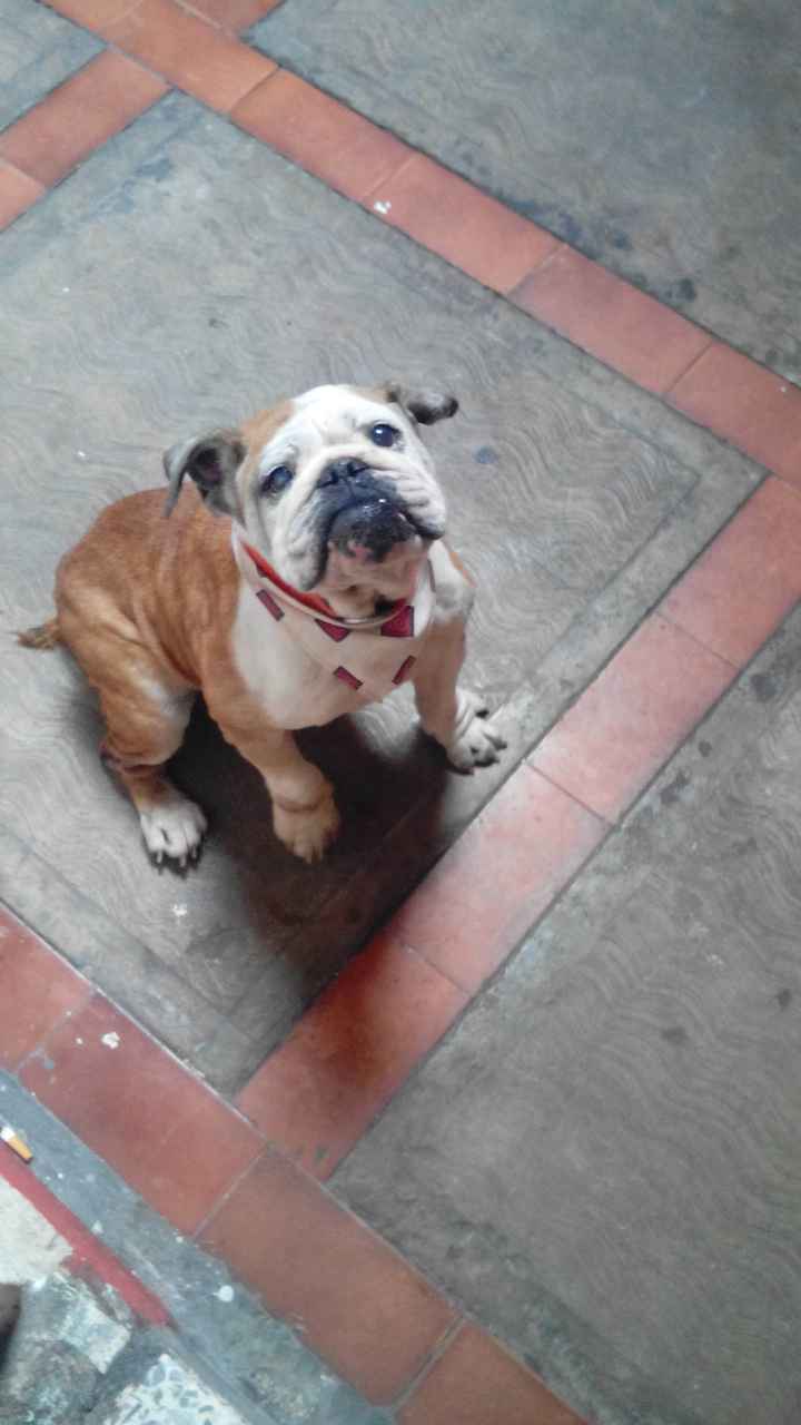 La foto de tu mascota! - 1