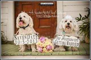 Save the date con mascotas - 7
