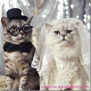 Tu mascota el dia de tu boda - 11