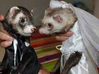 Tu mascota el dia de tu boda - 13