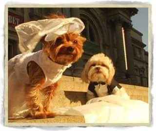 Tu mascota el dia de tu boda - 14
