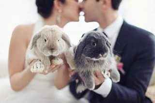 Tu mascota el dia de tu boda - 15