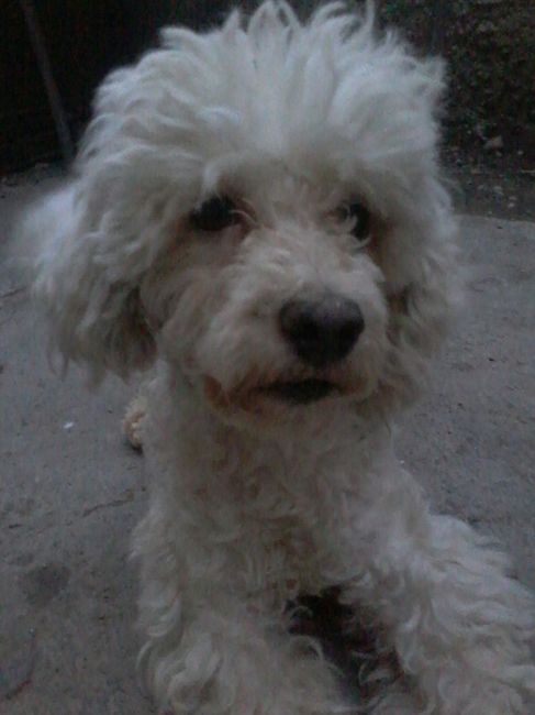 La foto de tu mascota! - 6