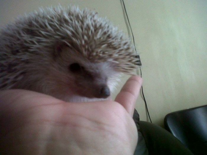 La foto de tu mascota! - 7