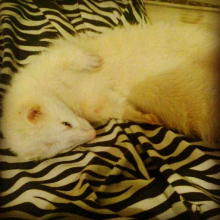 La foto de tu mascota! - 1