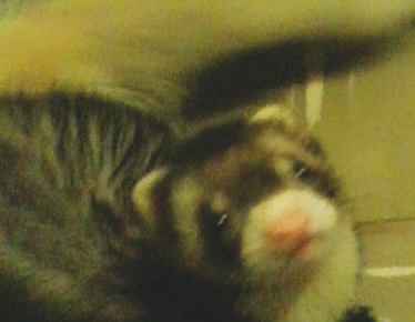 La foto de tu mascota! - 2