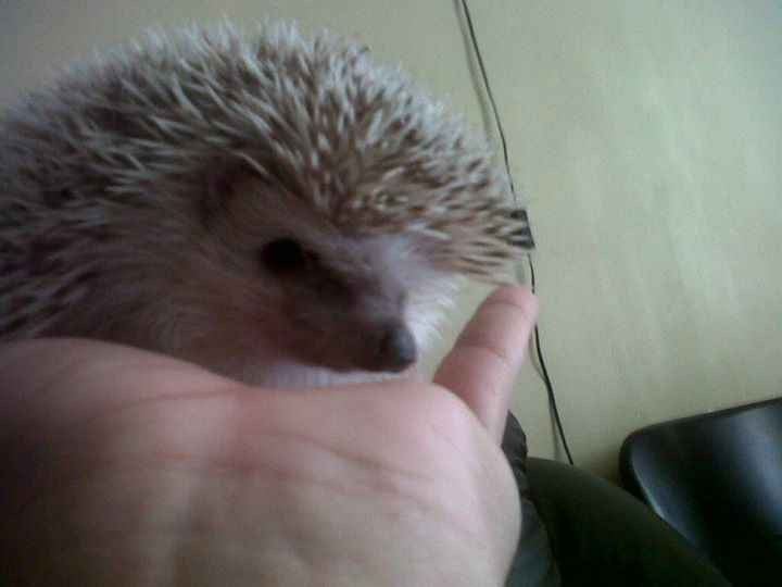 La foto de tu mascota! - 7