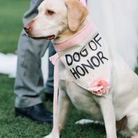 Perritos de honor - 1