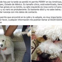 Perritos de honor - 2