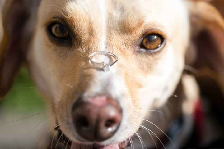  Save the date con perros - 1