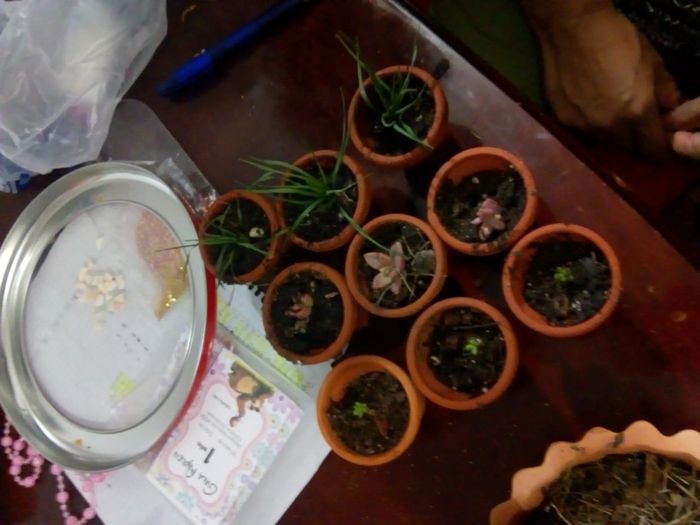 Macetitas mexicanas 🌵🌱 - 1