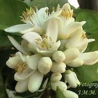  flor de azahar 