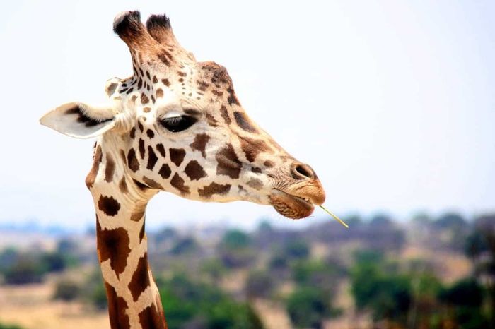 Africam Safari