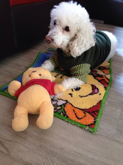 Mi perro es mi hijo!! - 2