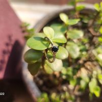 CONCURSO DE PINTEREST: Sube foto de tu anillo de compromiso💍 - 2