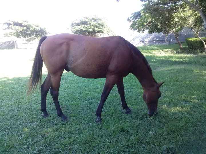 Granja Los Carriles 1