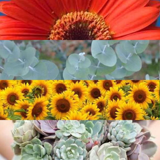 Combinaciones de colores amarillo y coral - 2