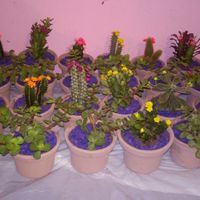 Macetitas listas