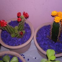 Macetitas listas