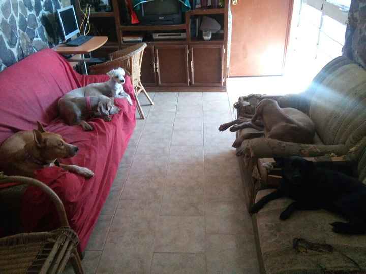 Bodas “pet friendly” (con mascotas) - 1