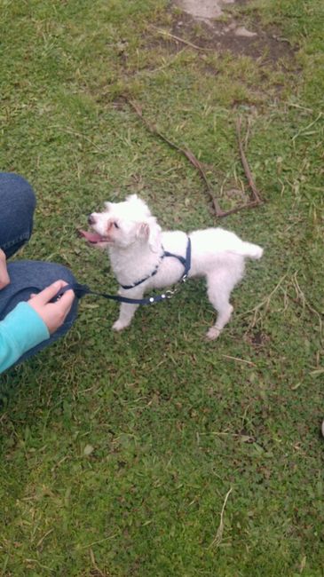 Hermoso regalo...mi peludo fiel!! - 1