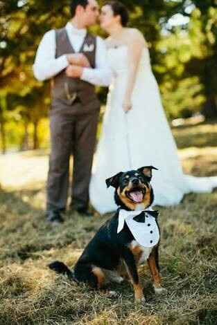 Fotos que te tienes que tomar si incluiras a tu mascota el dia de la boda - 5