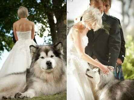 Fotos que te tienes que tomar si incluiras a tu mascota el dia de la boda - 14
