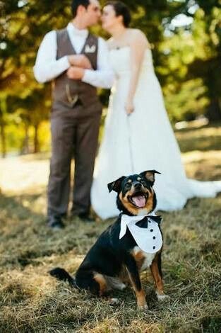 Fotos que te tienes que tomar si incluiras a tu mascota el dia de la boda - 5