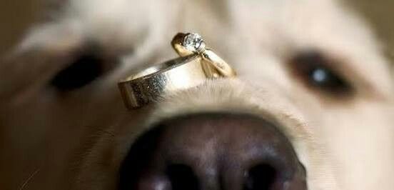 Fotos que te tienes que tomar si incluiras a tu mascota el dia de la boda - 13